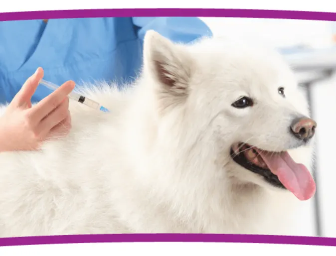 White fluffy dog is on a table where he or she is about to get vaccinated by a staff member.